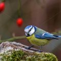Blaumeise (Cyanistes caeruleus)