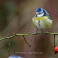 Blaumeise (Cyanistes caeruleus)