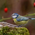 Blaumeise (Cyanistes caeruleus)