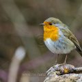 Rotkehlchen (Erithacus rubecula)