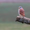 Turmfalke (Falco tinnunculus) Männchen