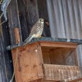 Turmfalke (Falco tinnunculus) Weibchen am Nistkasten - warten auf das Frühjahr