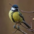 Kohlmeise (parus major)