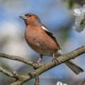 Buchfink (Fringilla coelebs) Männchen