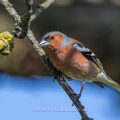 Buchfink (Fringilla coelebs) Männchen