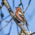 Buchfink (Fringilla coelebs) Männchen