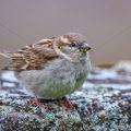 Haussperling (Passer domesticus) Weibchen
