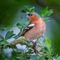 Buchfink (Fringilla coelebs) Männchen