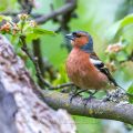 Buchfink (Fringilla coelebs) Männchen