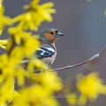 Buchfink (Fringilla coelebs) Männchen