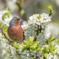 Buchfink (Fringilla coelebs) Männchen
