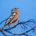 Buchfink (Fringilla coelebs) Männchen