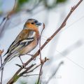Buchfink (Fringilla coelebs) Männchen