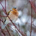 Buchfink (Fringilla coelebs) Männchen