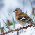Buchfink (Fringilla coelebs) Männchen