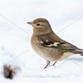 Buchfink (Fringilla coelebs) Weibchen
