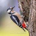 Buntspecht (Dendrocopos major) Weibchen