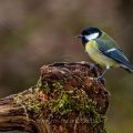 Kohlmeise (parus major)