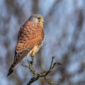 Turmfalke (Falco tinnunculus) Männchen