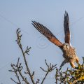 Turmfalke (Falco tinnunculus) Männchen