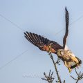 Turmfalke (Falco tinnunculus) Männchen