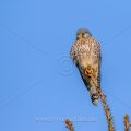 Turmfalke (Falco tinnunculus) Männchen