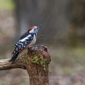 Mittelspecht (Leiopicus medius)