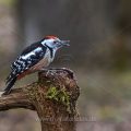 Mittelspecht (Leiopicus medius)
