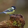 Kohlmeise (parus major)