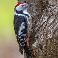 Mittelspecht (Leiopicus medius)