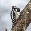 Buntspecht (Dendrocopos major) Männchen mit Walnuß