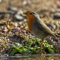 Rotkehlchen (Erithacus rubecula)