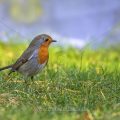 Rotkehlchen (Erithacus rubecula)