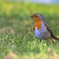 Rotkehlchen (Erithacus rubecula)