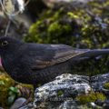 Amsel (Turdus merula) Männchen