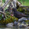 Amsel (Turdus merula) Männchen