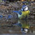 Blaumeise (Parus caeruleus) badend