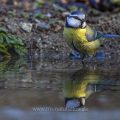 Blaumeise (Parus caeruleus) badend