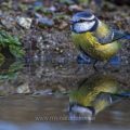 Blaumeise (Parus caeruleus) badend