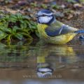 Blaumeise (Parus caeruleus) badend