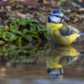 Blaumeise (Parus caeruleus) badend