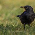 Amsel (Turdus merula) Männchen