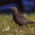 Amsel (Turdus merula) Weibchen an einem Apfel