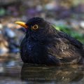 Amsel (Turdus merula) Männchen