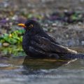 Amsel (Turdus merula) Männchen