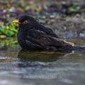 Amsel (Turdus merula) Männchen