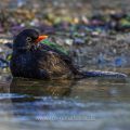 Amsel (Turdus merula) Männchen