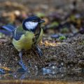 Kohlmeise (parus major) am Vogelbad