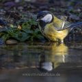 Kohlmeise (parus major) am Vogelbad