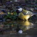 Kohlmeise (parus major) am Vogelbad